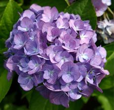 Hortensie-blau.jpg